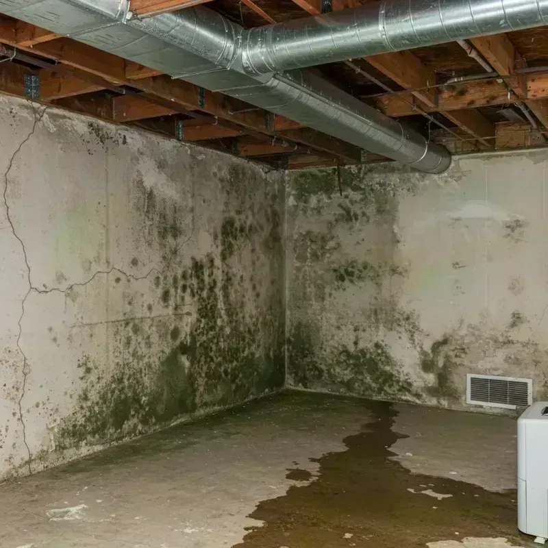 Professional Mold Removal in Seabrook, TX